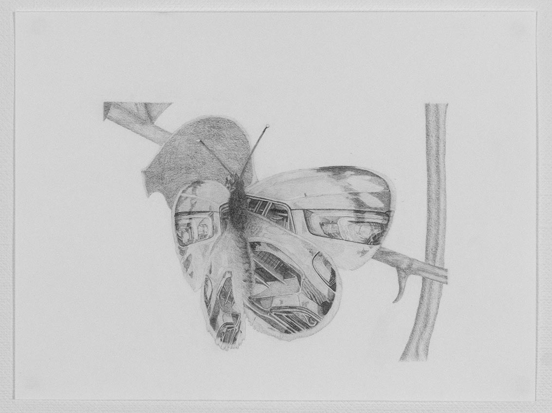 Evagore x Barbus.jpg